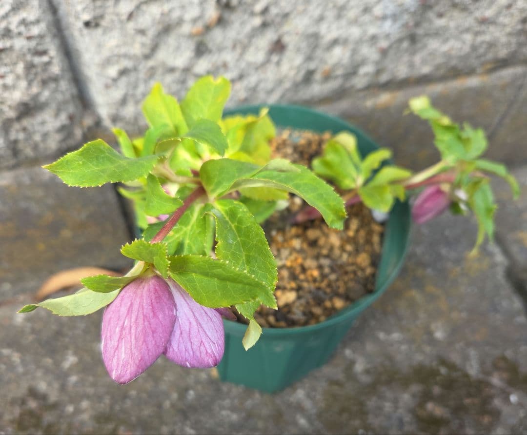 クリスマスローズ　絞り認定　鉄人06