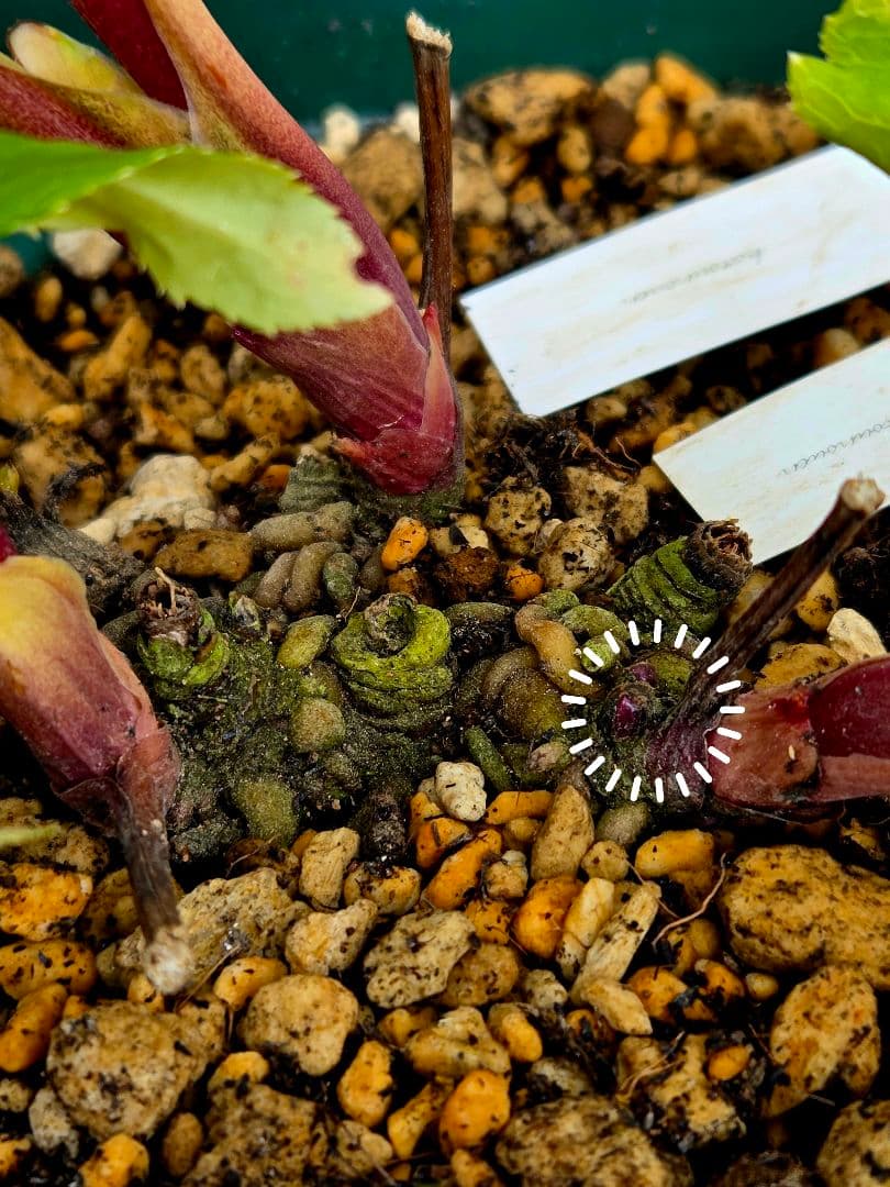 クリスマスローズ　絞り認定　鉄人06