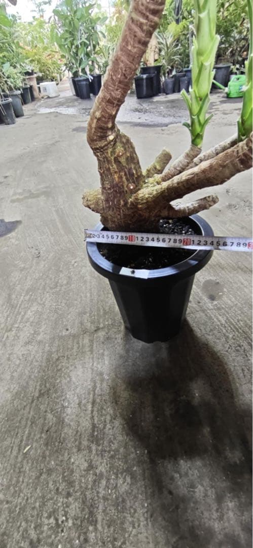 ユッカ 観葉植物 曲がった幹