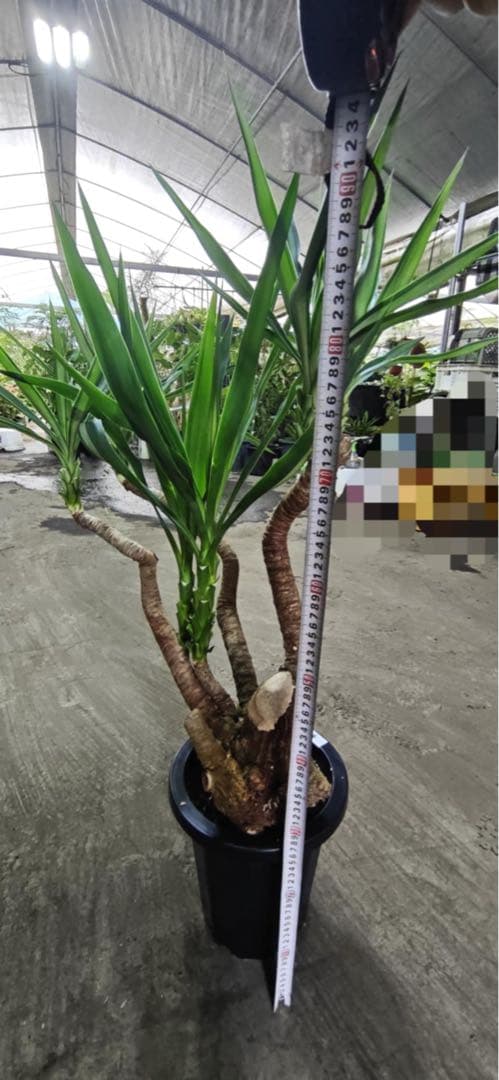 ユッカ 観葉植物 曲がった幹