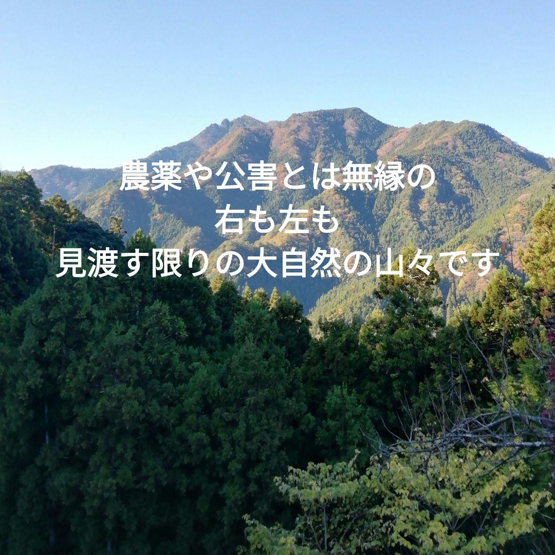 日本蜜蜂　日本ミツバチ　自然界2種類生ハチミツ400g2本　蜂蜜　はちみつ2年物