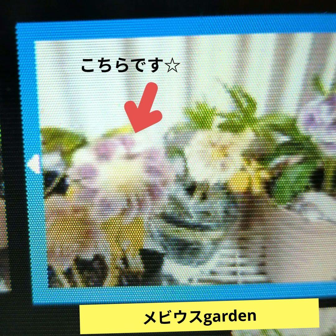 【清〇様】プリマヴェーラゴールドグラデクリスマスローズ苗