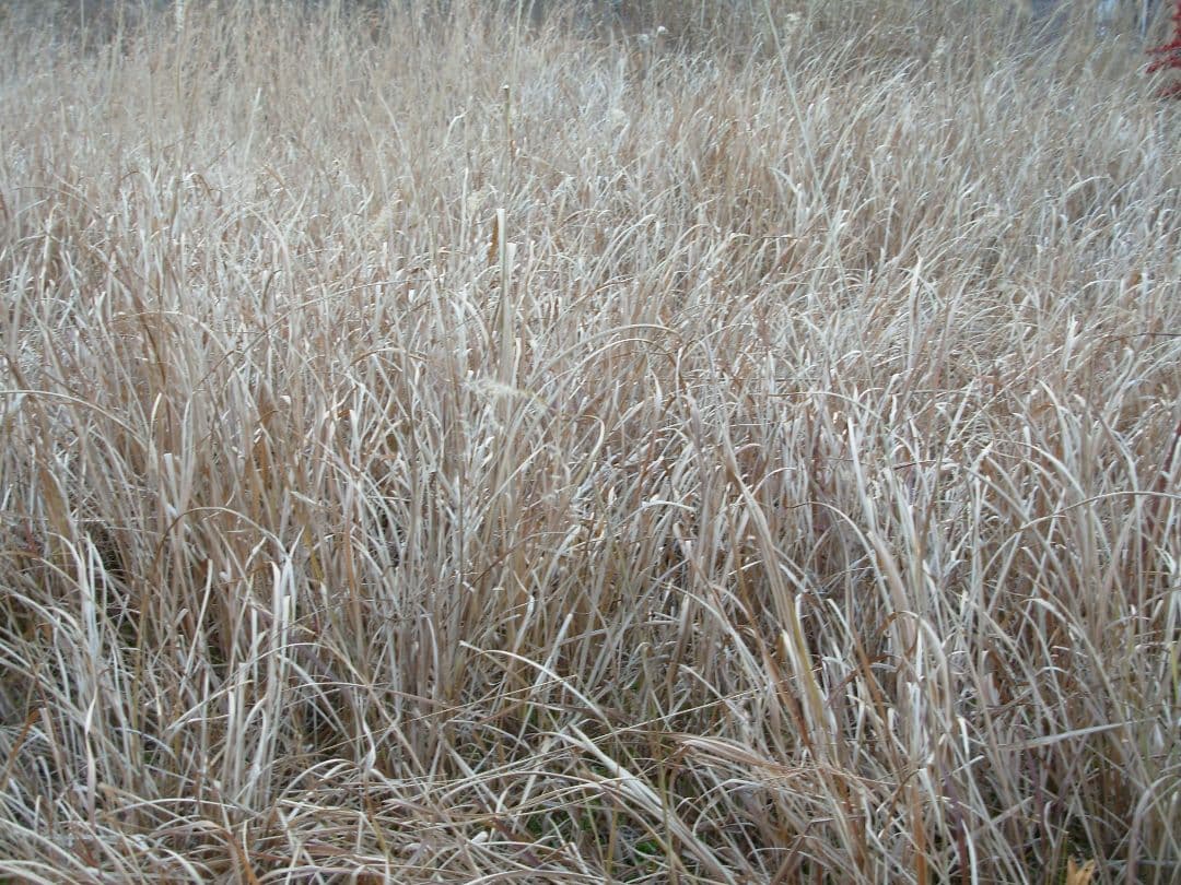 動作確認済み　Nikon COOLPIX L1 スマホ転送OK