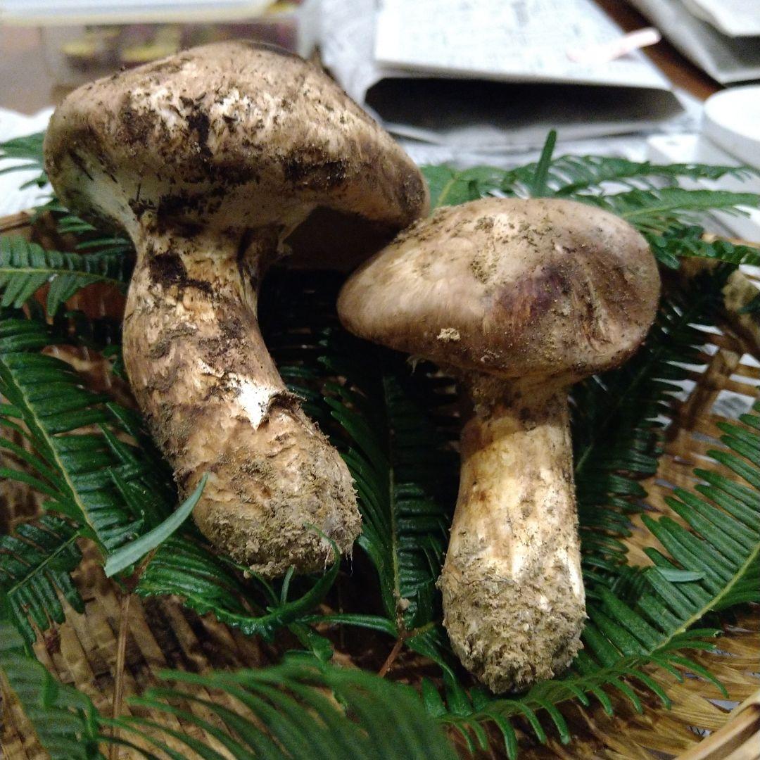 ③　広島県産　松茸