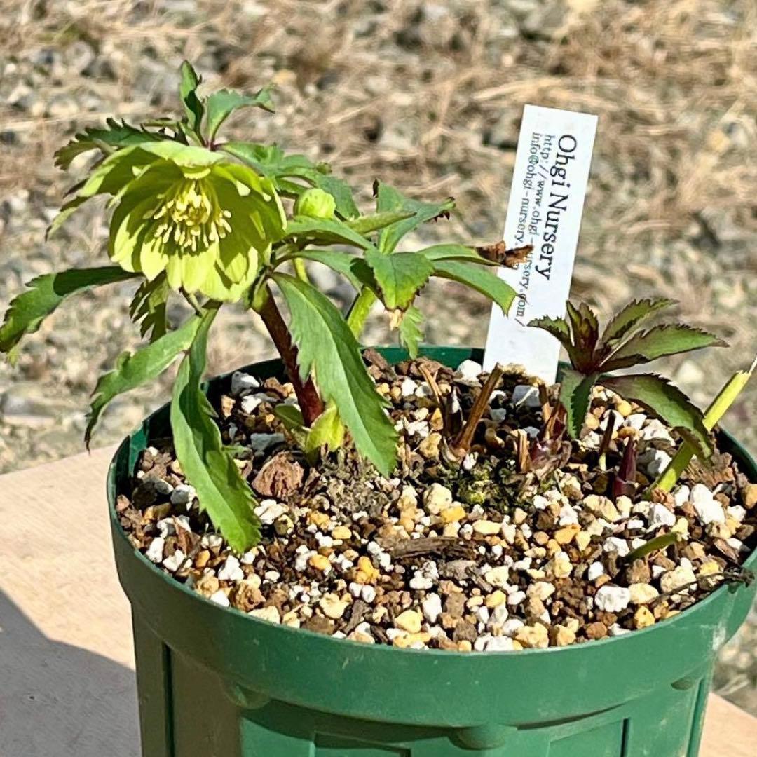 の*ん様 3307⭐️小輪⭐️リップ⭐️hercegovinus交配⭐️ギザギザ