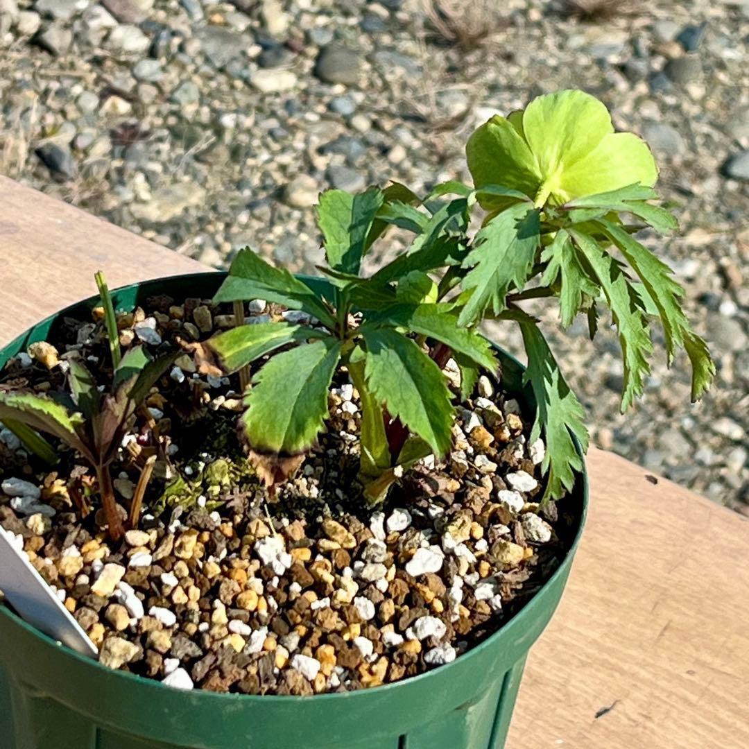 の*ん様 3307⭐️小輪⭐️リップ⭐️hercegovinus交配⭐️ギザギザ