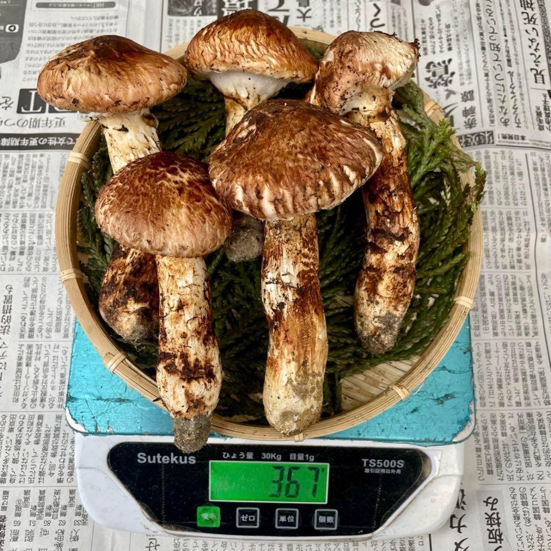 天然きのこ 松茸 国産 良品‼️ マツタケ まつたけ 大自然の凛さん採取その198
