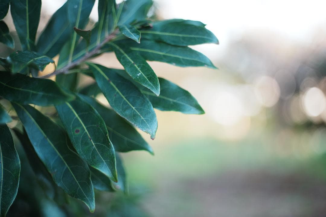 【この値段でライカ級】富岡光学製 XR RIKENON 50mm F2 490