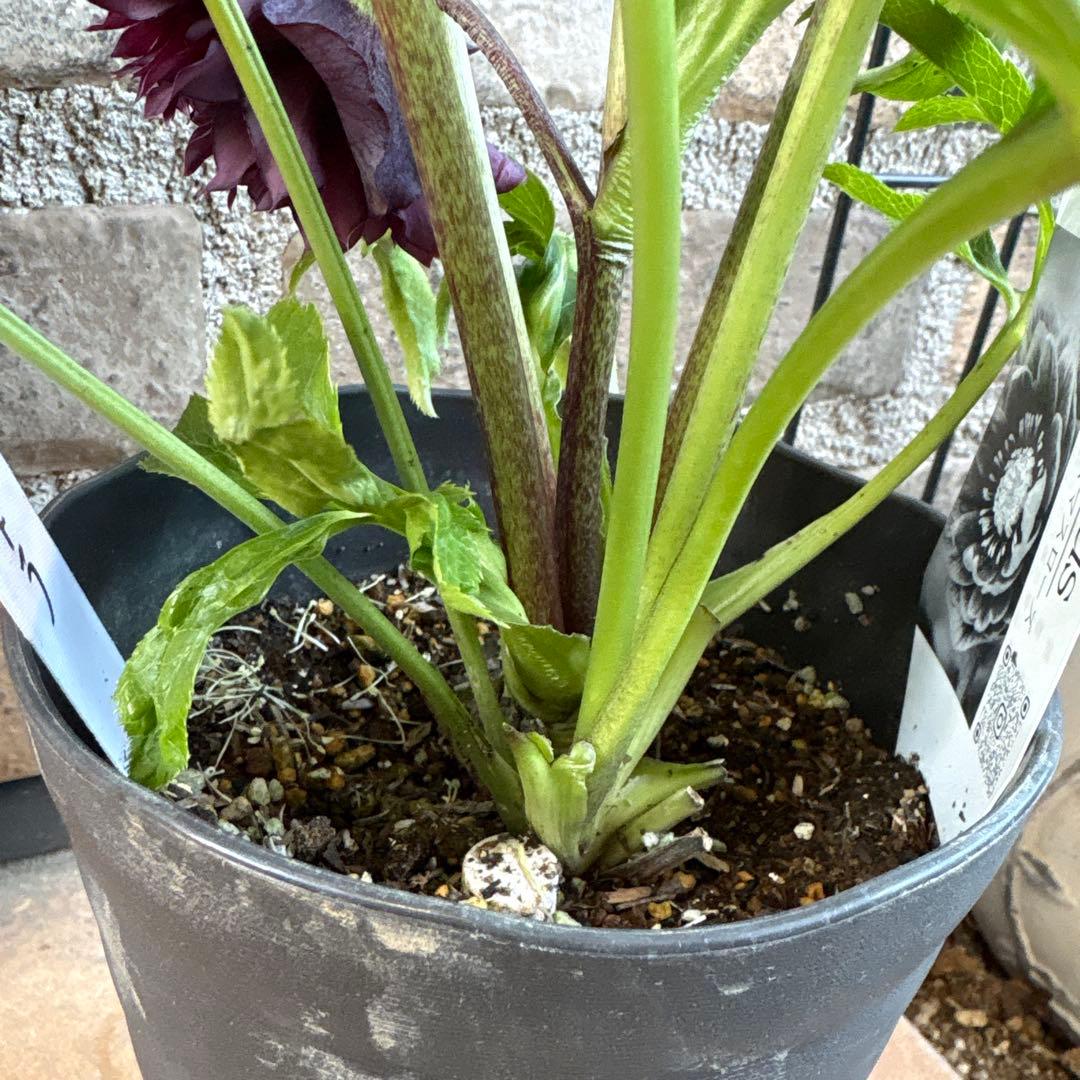 クリスマスローズクレオパトラ