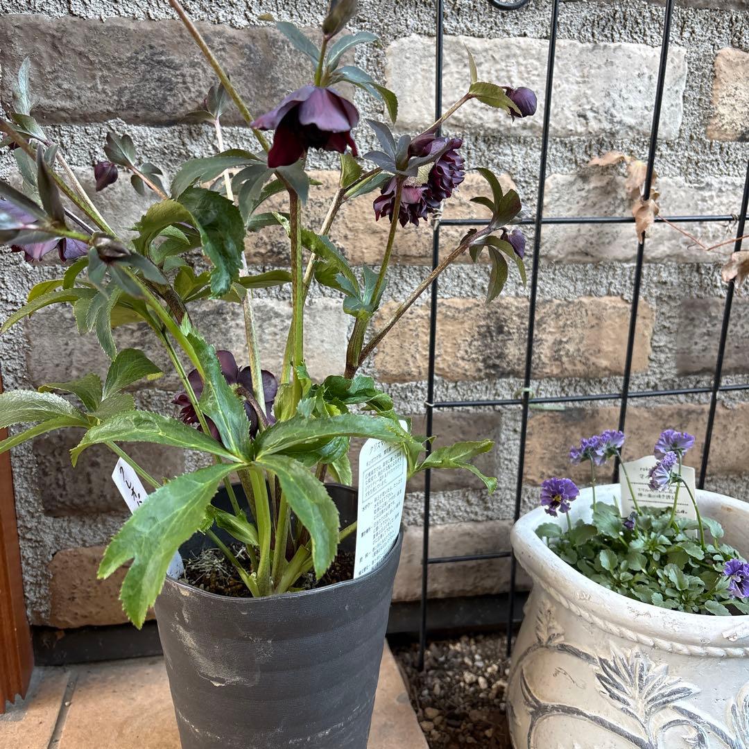 クリスマスローズクレオパトラ