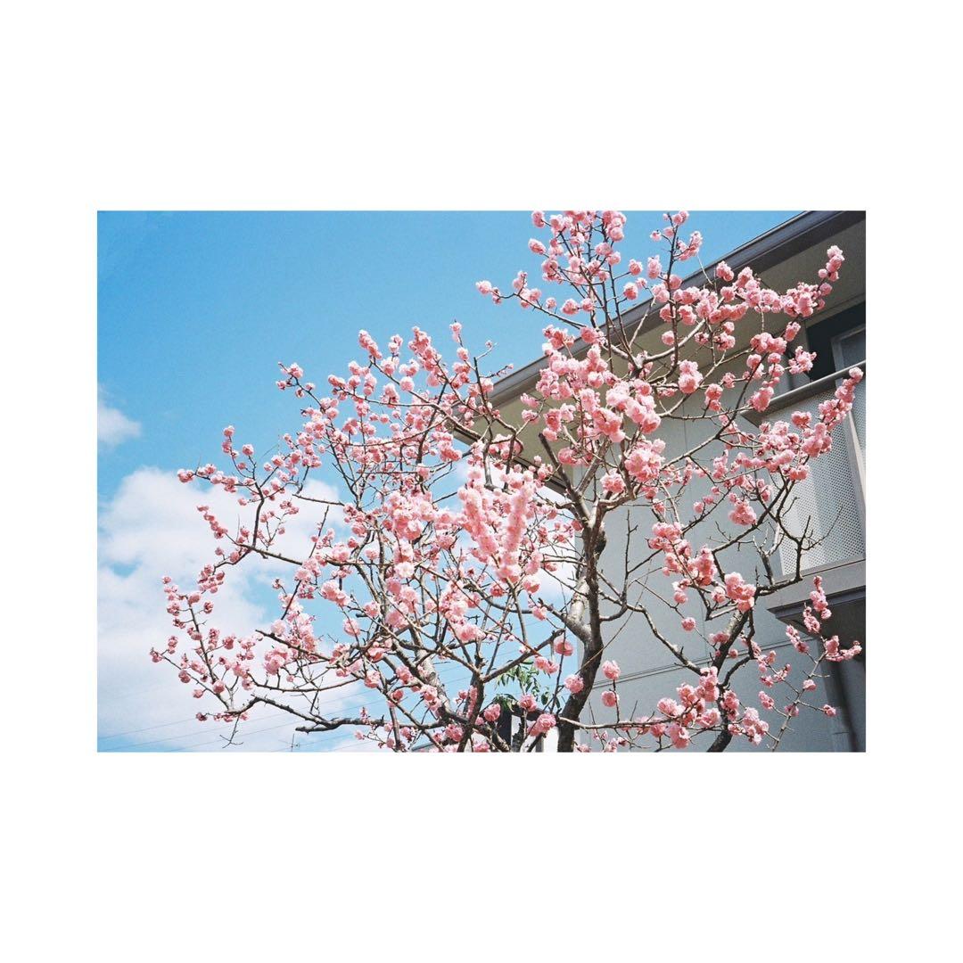 ⌘完動品！ 作例あり、電池付き！ Konica Lexio 70⌘