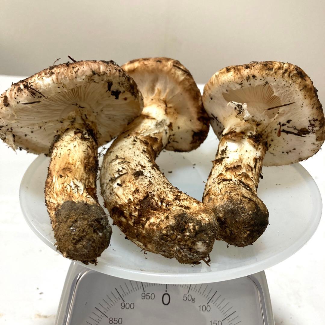 岩手県産　松茸　250g