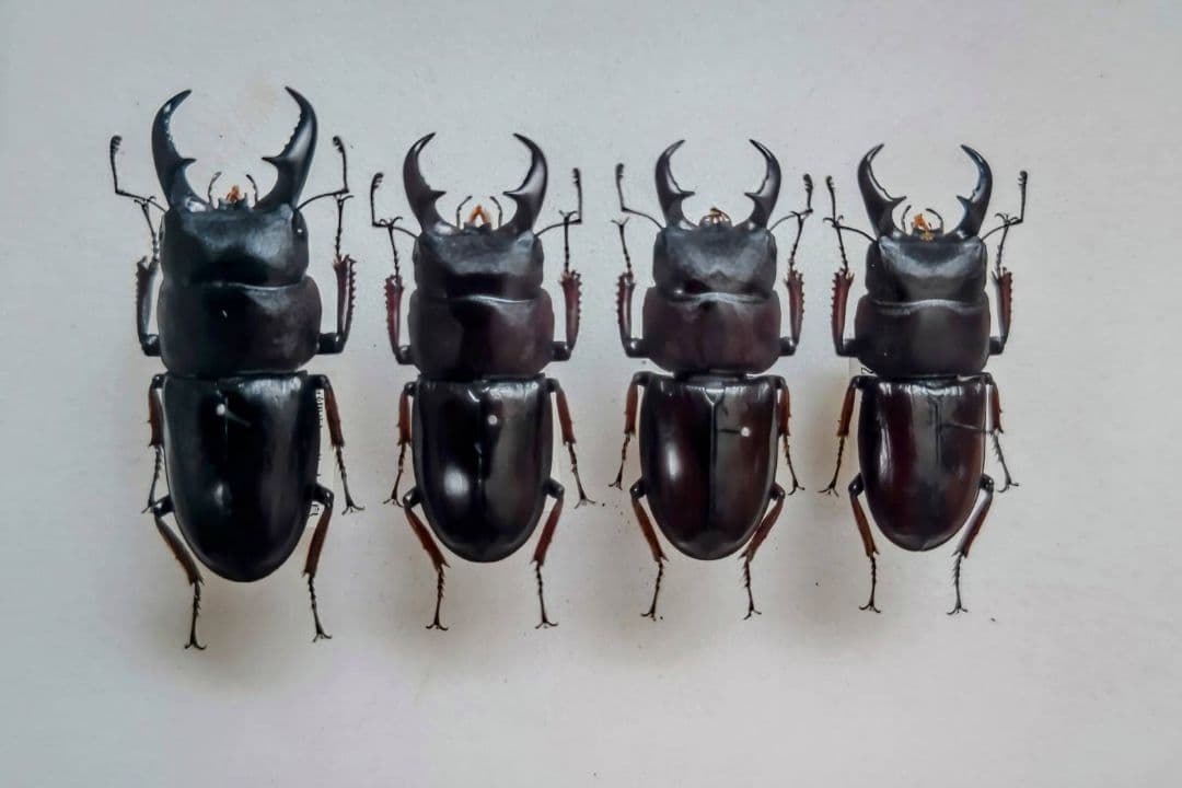 ダイトウヒラタクワガタ 標本