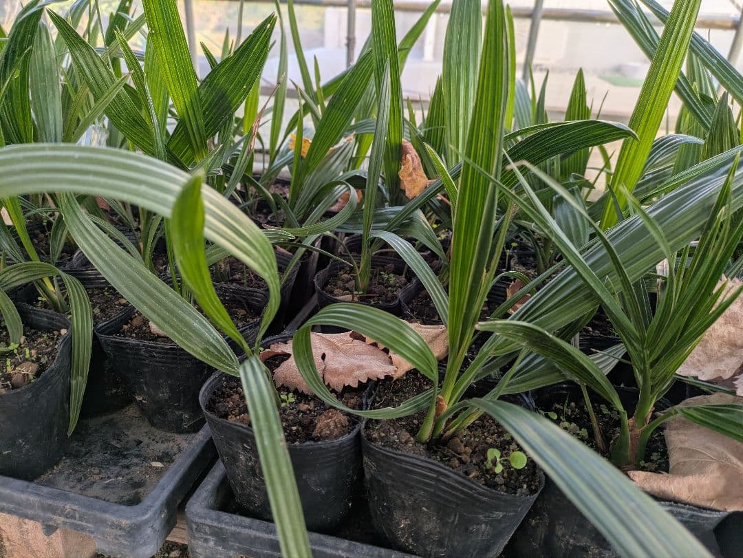 値引きセール！フェニックス カナリーヤシ 苗 50株セット　30cm