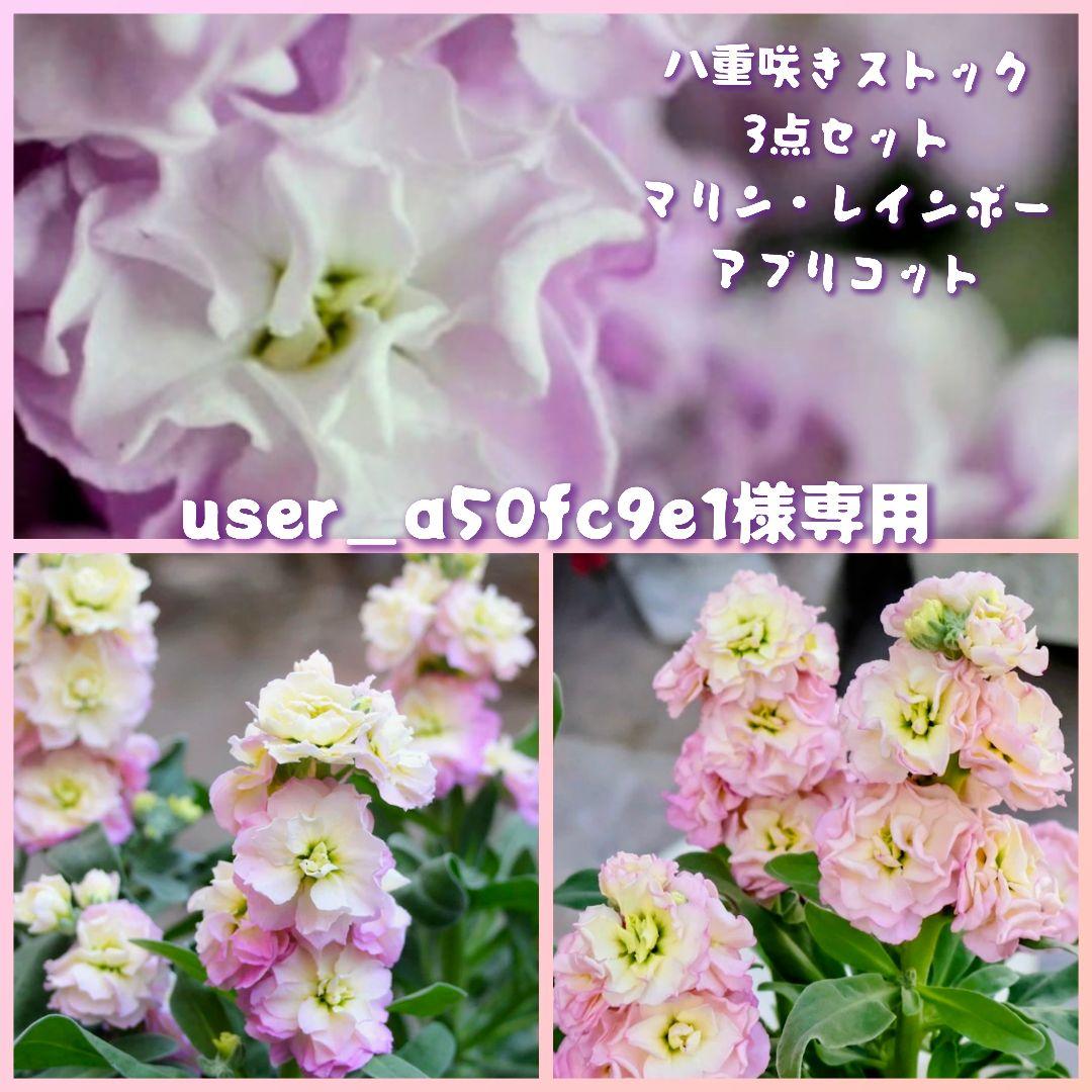 user_a50fc9e1【八重咲き】ストック　３セット