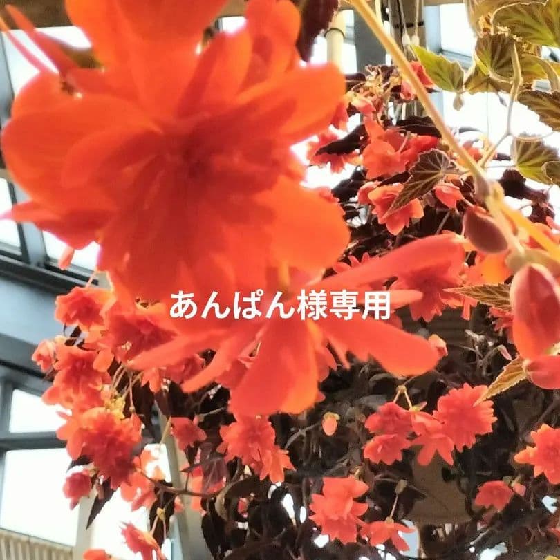 トールペイント あんぱん