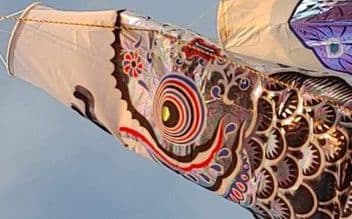 鯉のぼり　岐山日本鯉　玉虫箔　6m単品　未使用品