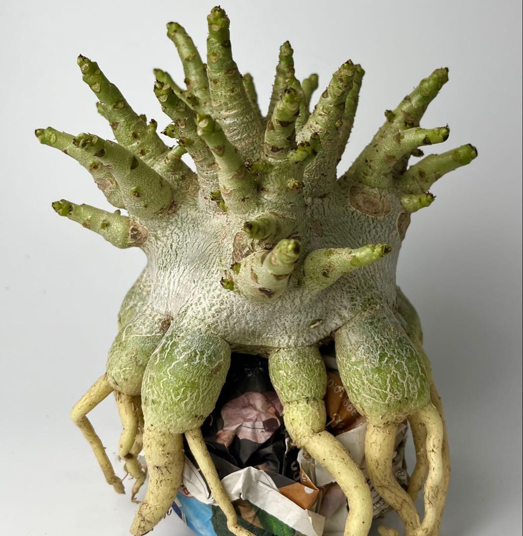 【ドワーフ/超極太 】アデニウム アラビカム ゴジ タコ足仕立て ④