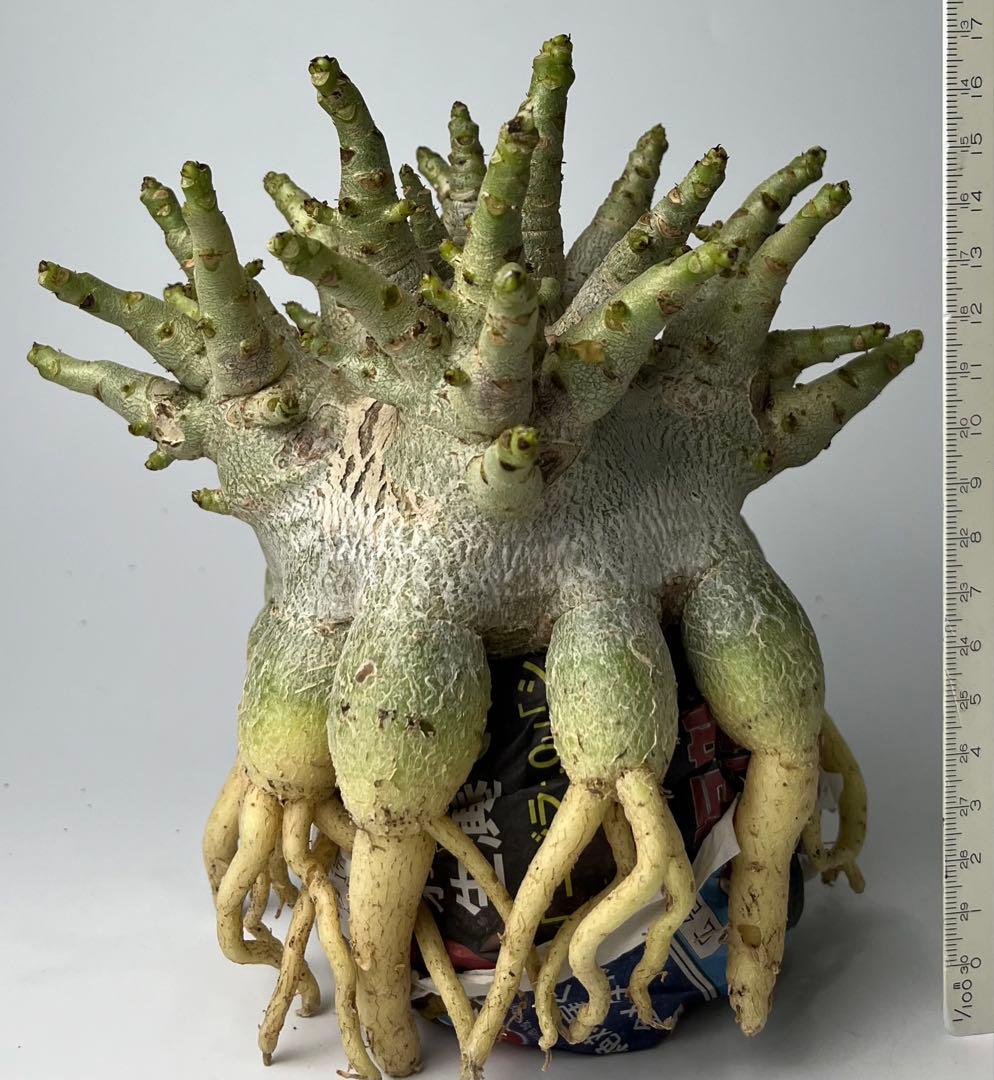 【ドワーフ/超極太 】アデニウム アラビカム ゴジ タコ足仕立て ④