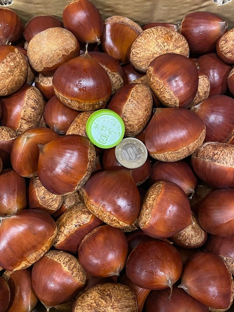 幻の栗⭐︎中山栗2L~4L混合5kgクール便（匿名不可）農家直送2025-021