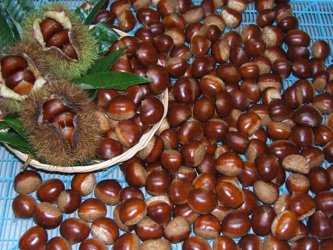 幻の栗⭐︎中山栗2L~4L混合5kgクール便（匿名不可）農家直送2025-021