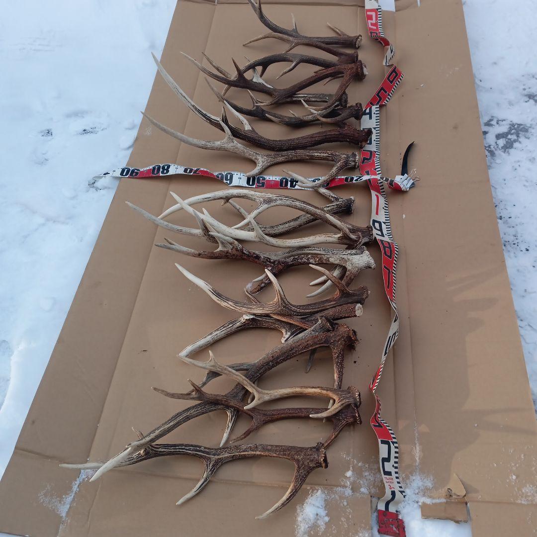 ク*ト様 天然素材、蝦夷鹿の角 犬のおもちゃ、工芸品などに　3番