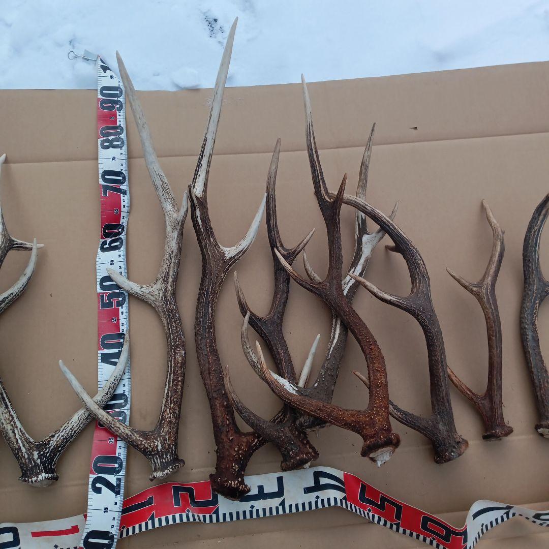 ク*ト様 天然素材、蝦夷鹿の角 犬のおもちゃ、工芸品などに　3番