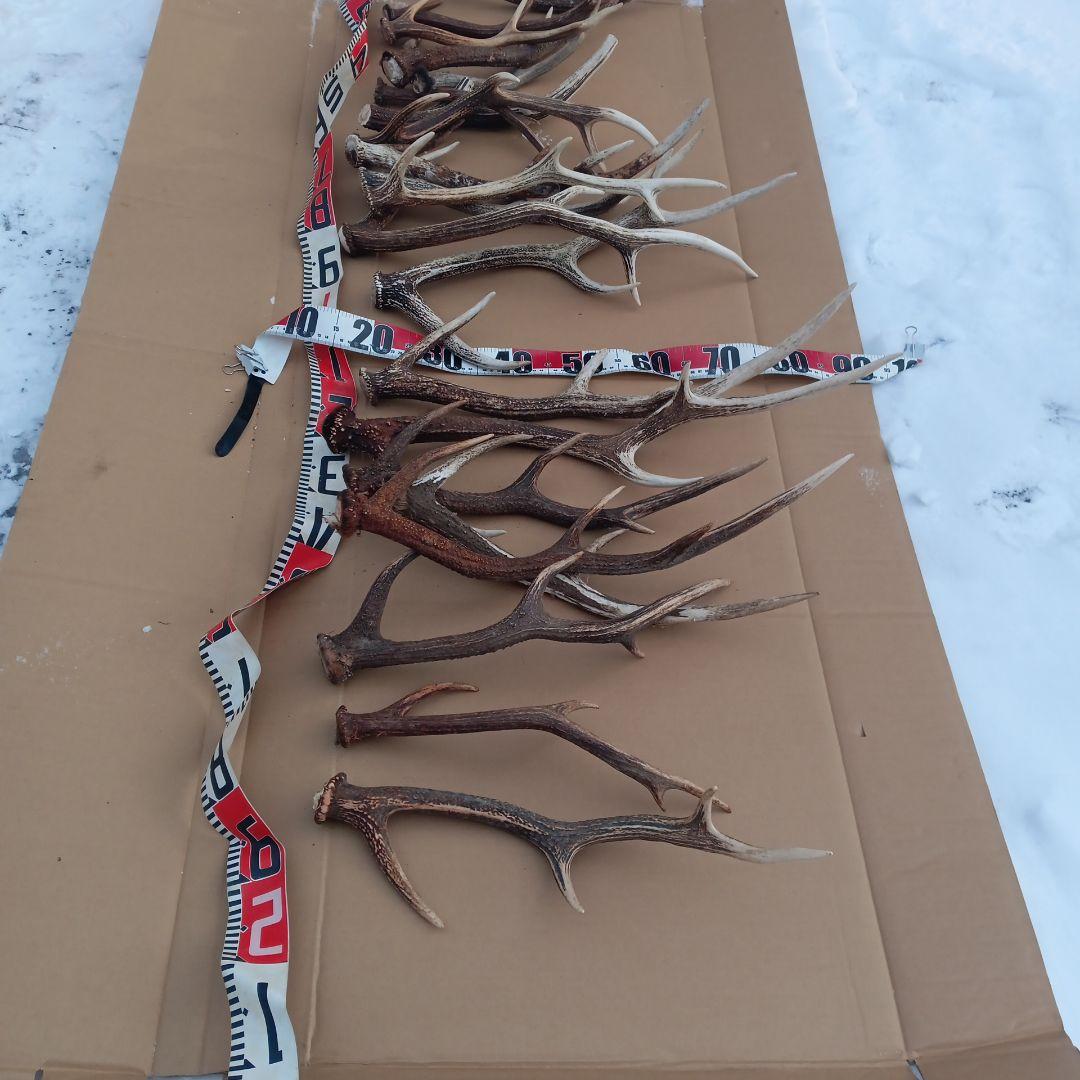 ク*ト様 天然素材、蝦夷鹿の角 犬のおもちゃ、工芸品などに　3番