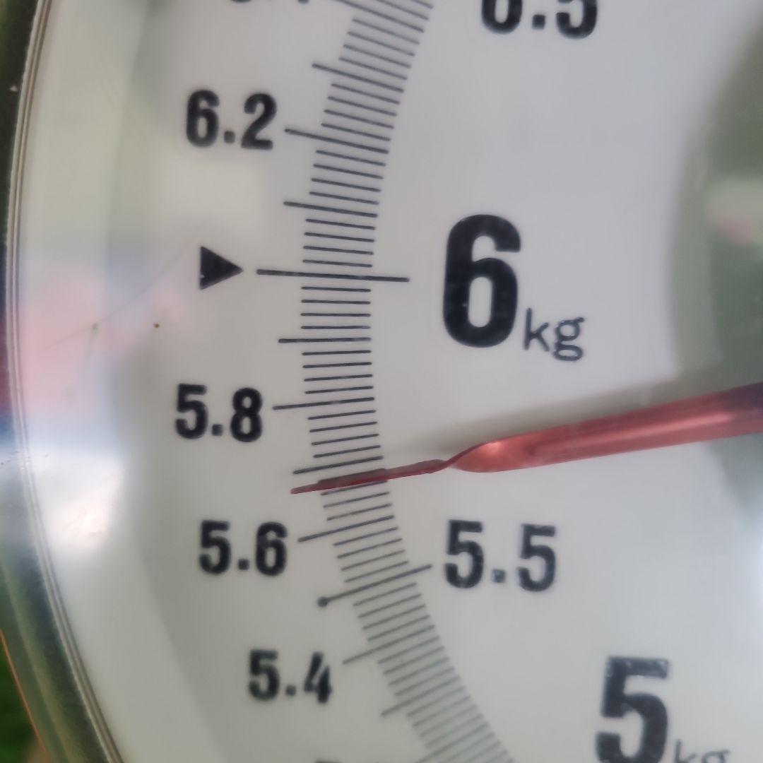 3️⃣ 山梨県産 シャインマスカット １０房入り 箱込み5.5キロ