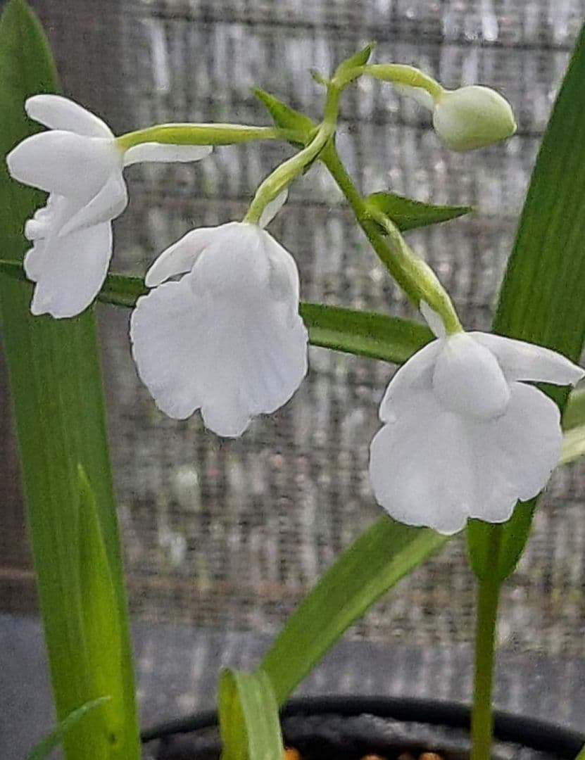 クロカミラン 2 自家人工交配増殖品