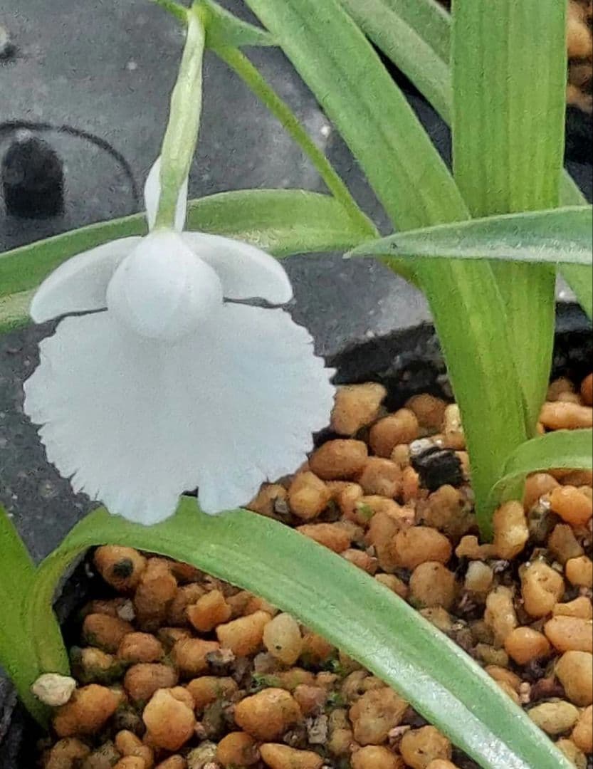 クロカミラン 2 自家人工交配増殖品