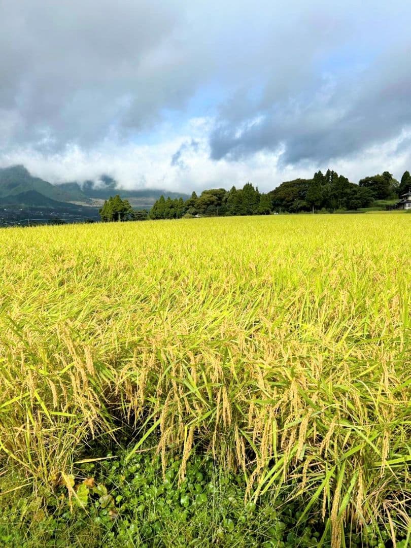 R7年 自然栽培米 朝日米20kg玄米