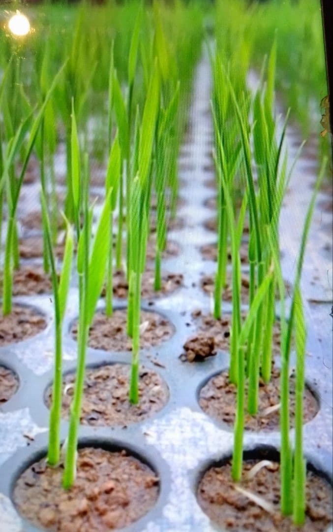 R7年 自然栽培米 朝日米20kg玄米