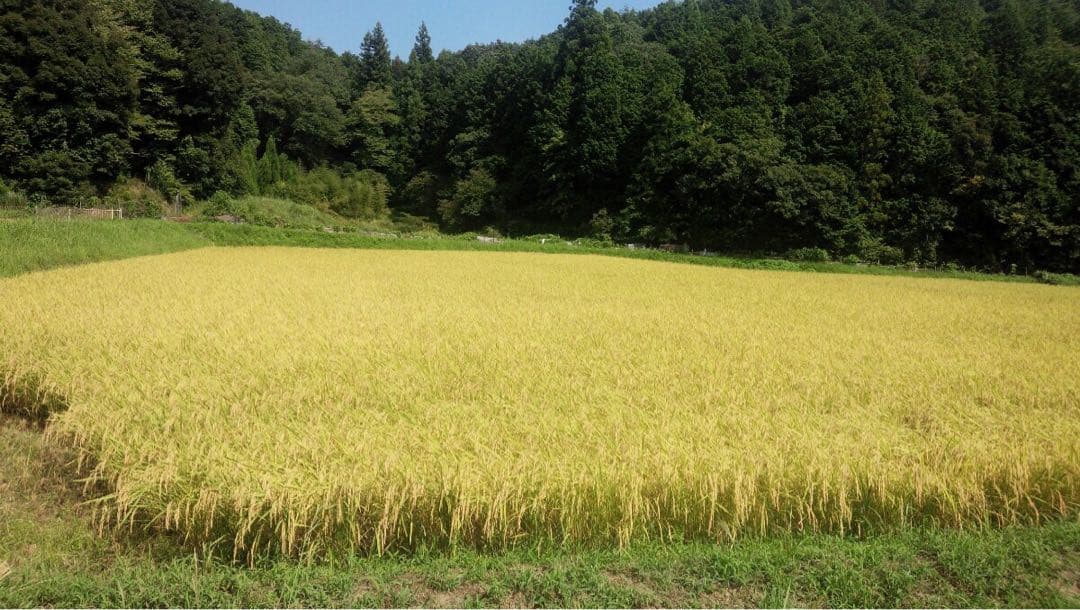 丹波産　特別栽培米　白米10キロ