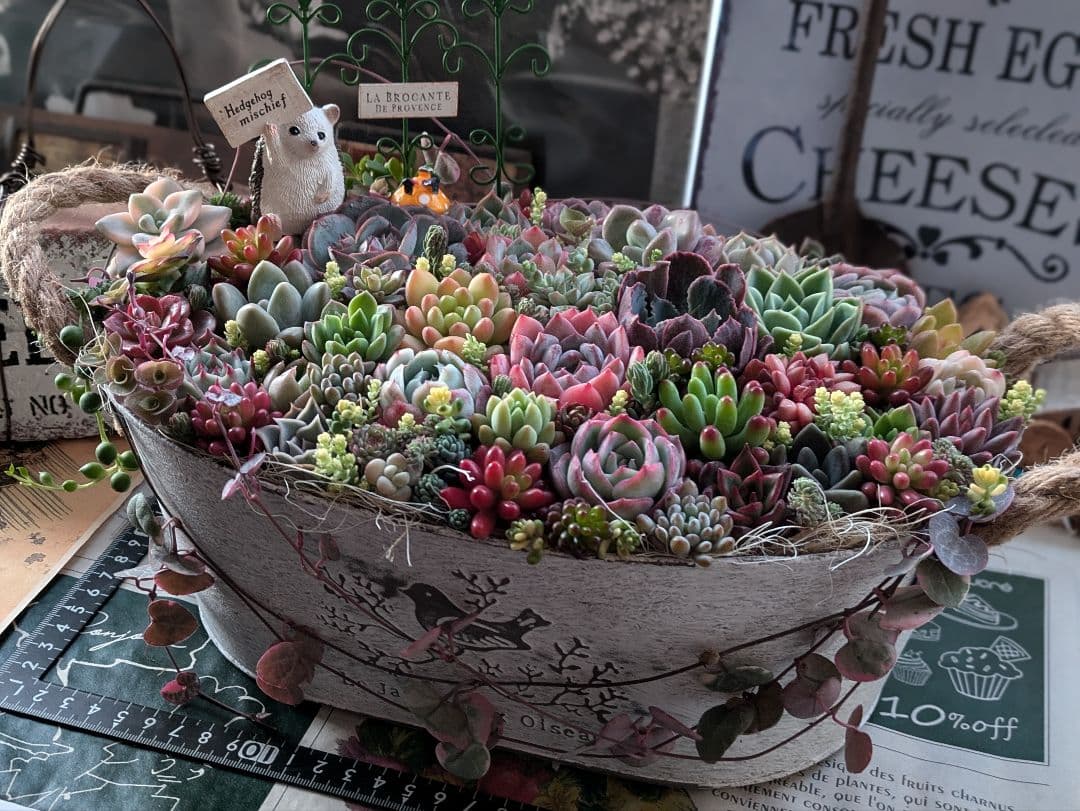 多肉植物 そのまま飾れる大きな寄せ植え❁⃘*.゜ハリネズミさんの箱庭❁⃘*.゜