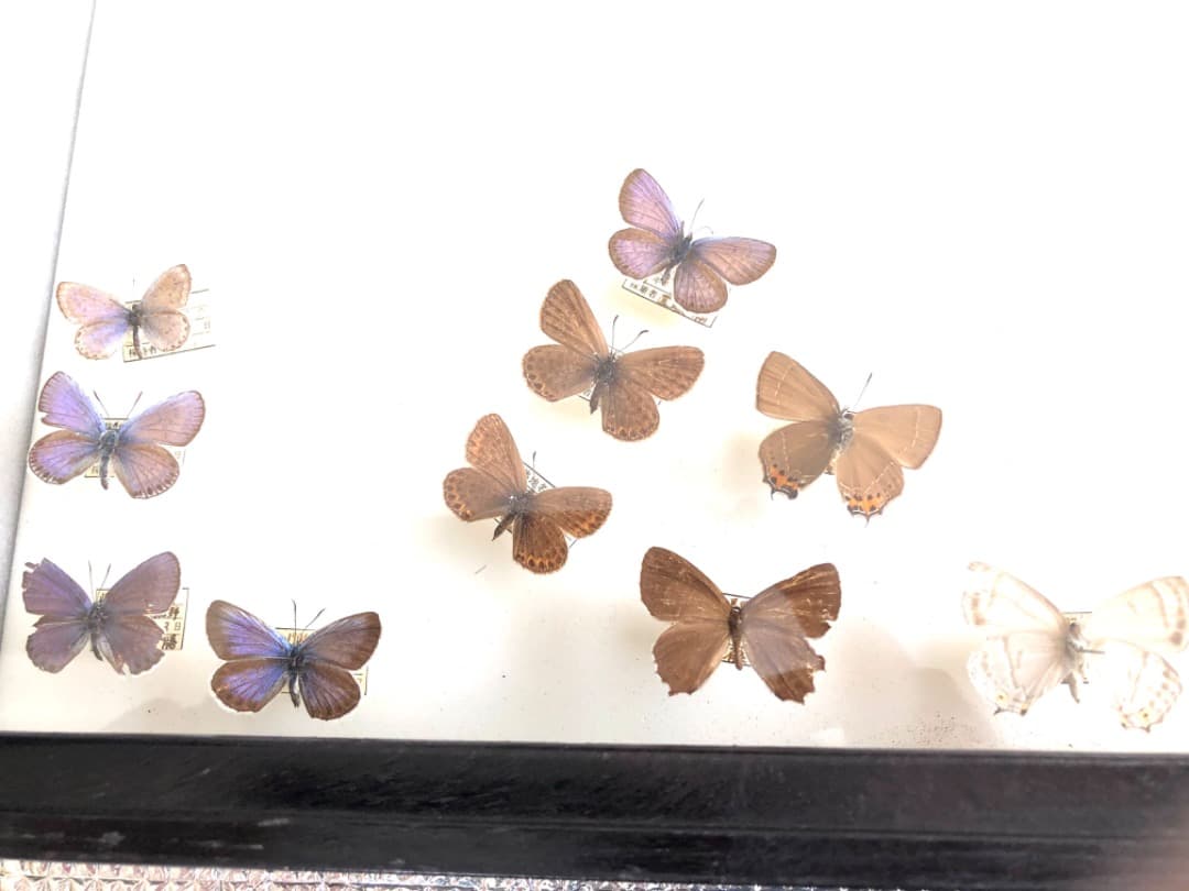 【大型 ドイツ箱・昭和41年印・当時物】蝶 大型 標本 レア 貴重