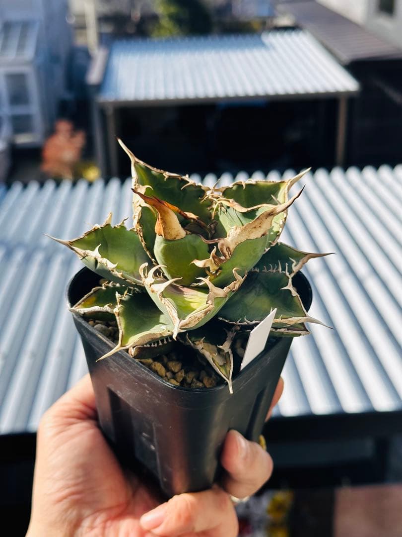 上澳園芸　アガベ shangao-005 車手（レーサー） LED管理株　現品