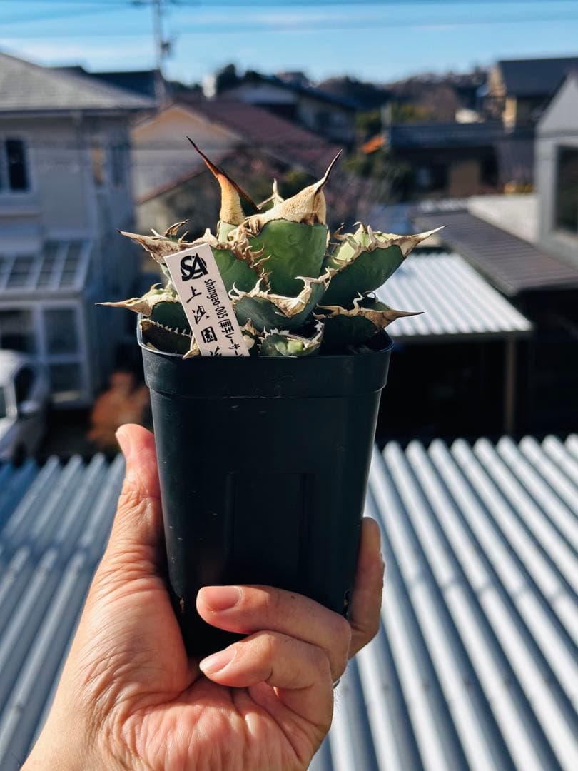 上澳園芸　アガベ shangao-005 車手（レーサー） LED管理株　現品