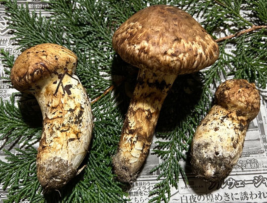 ☆信州産松茸☆今現在約220グラム☆まつたけ☆クール便送料着払い☆国産松茸☆K☆