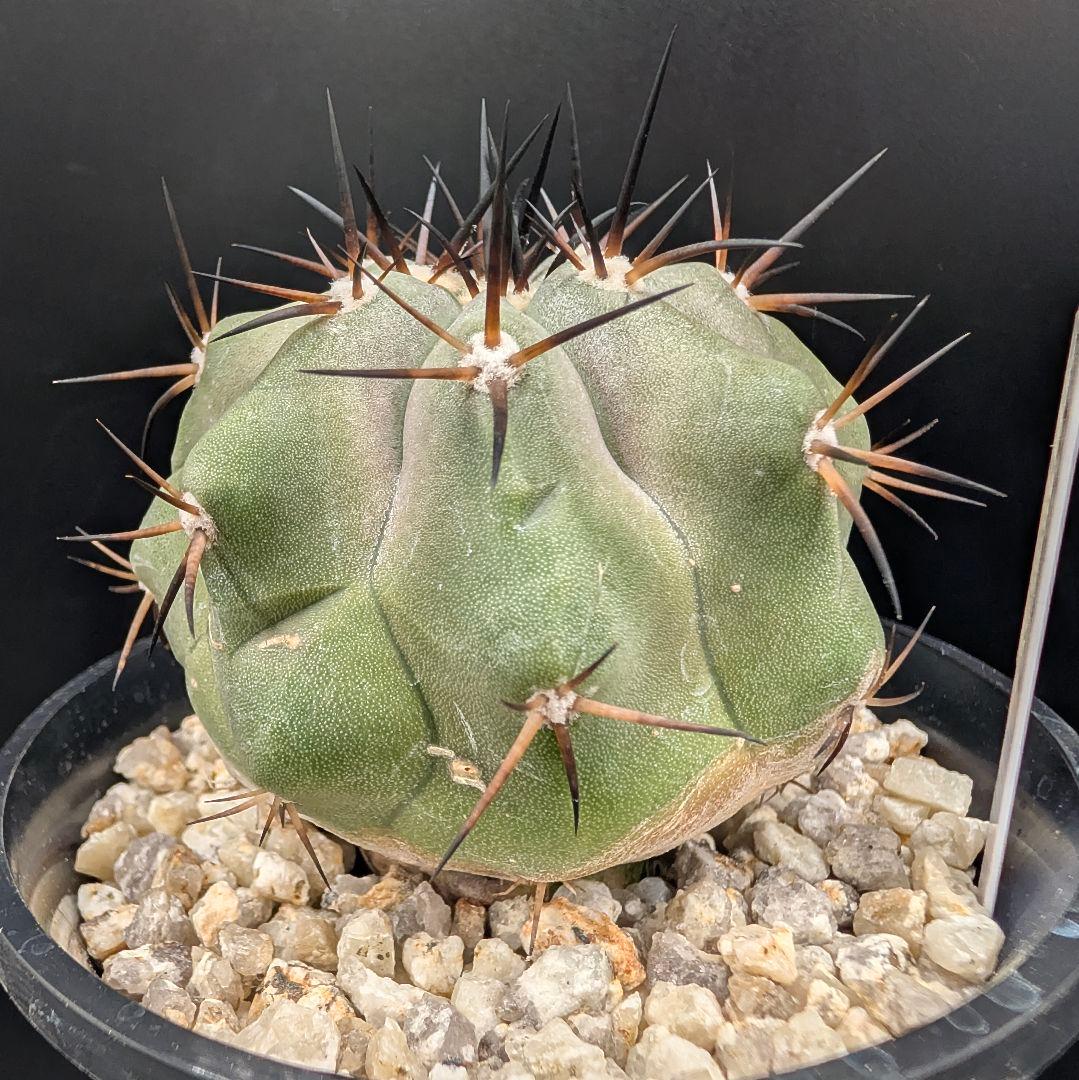 1*o様 コピアポア 黒王丸 国内実生 鉢植え メルカリ便送料込み