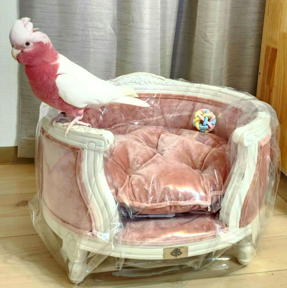 高級 フレンチ ロココ ミニ ソファー 飾り スーパードルフィー 子供 ペット