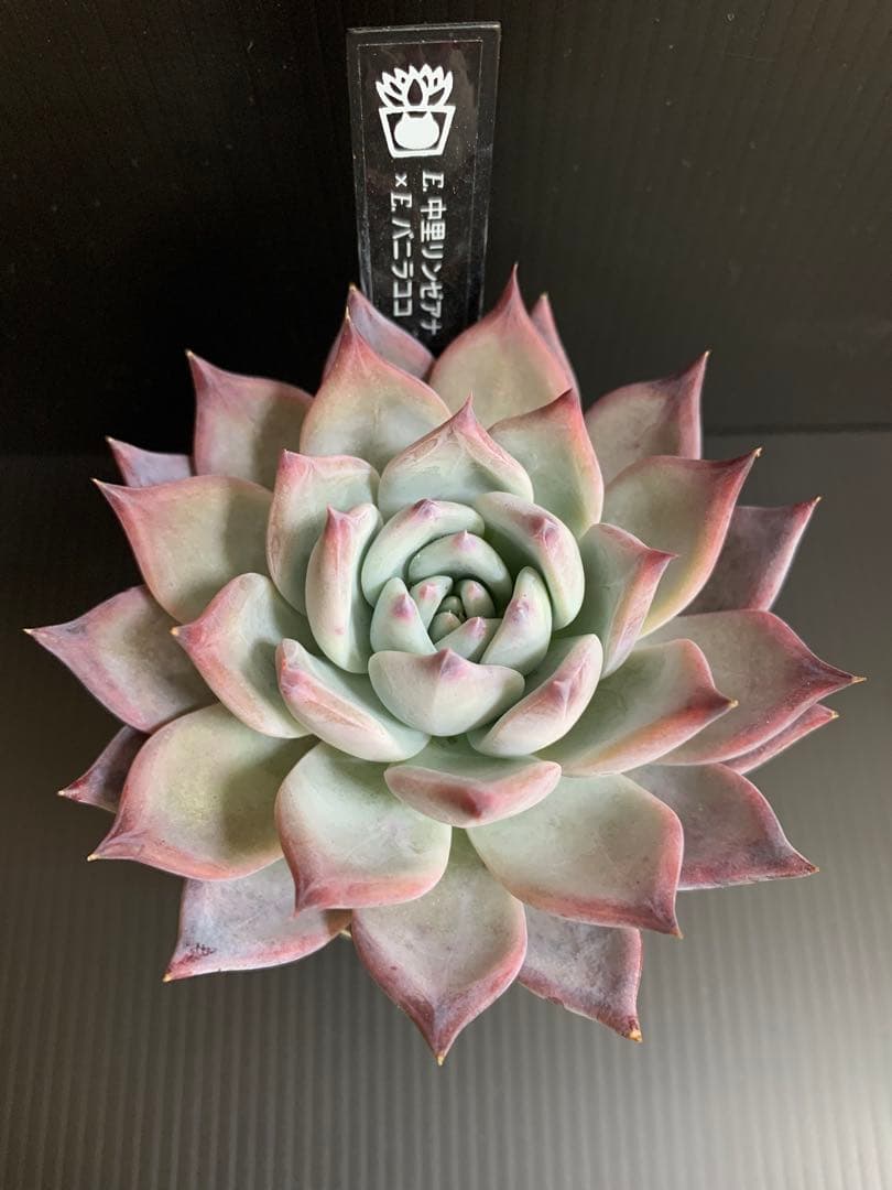 年末期間限定お値下げセール　中里リンゼアナxバニラココ　サニースポットさん苗