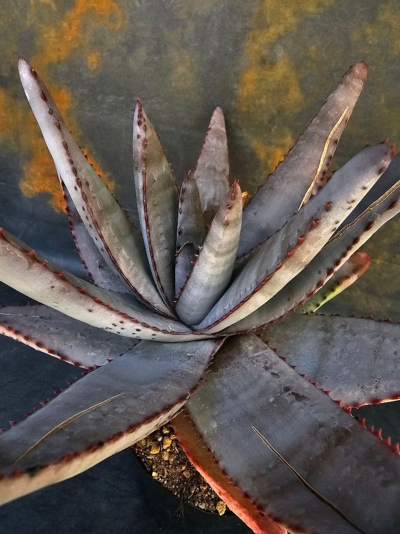 メルカリ便発送☆多肉植物 アロエ属 コニフェラ