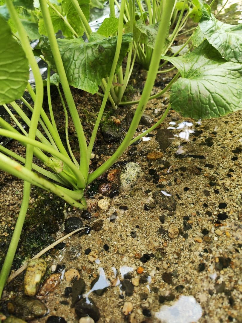 安曇野産 ✨生わさび 1kg✨ 本生わさび 茎付きわさび 沢わさび
