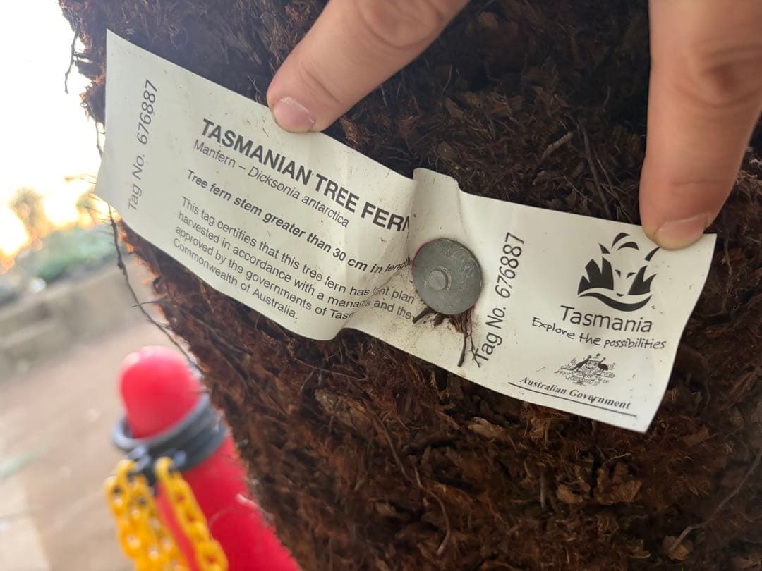 けん ディクソニア　希少　輸入株