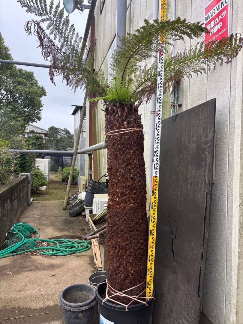 けん ディクソニア　希少　輸入株