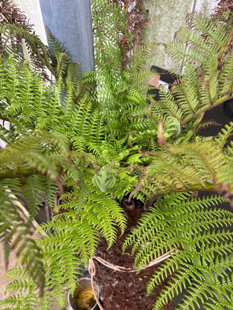 けん ディクソニア　希少　輸入株