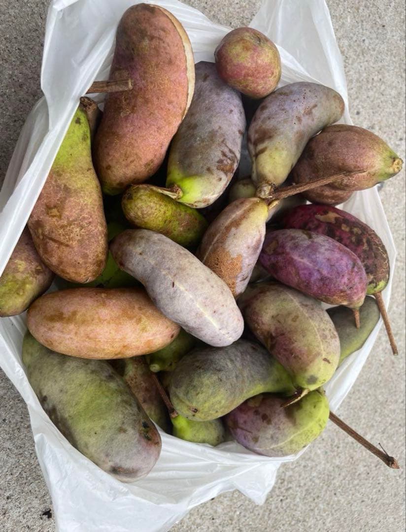 H Oページ　アケビ