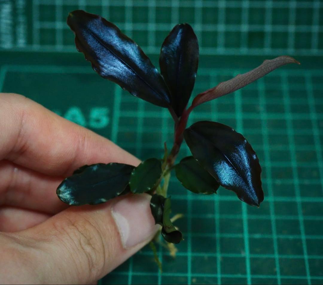水草 Buce sp. \"Galaxy llic midnight blue\"