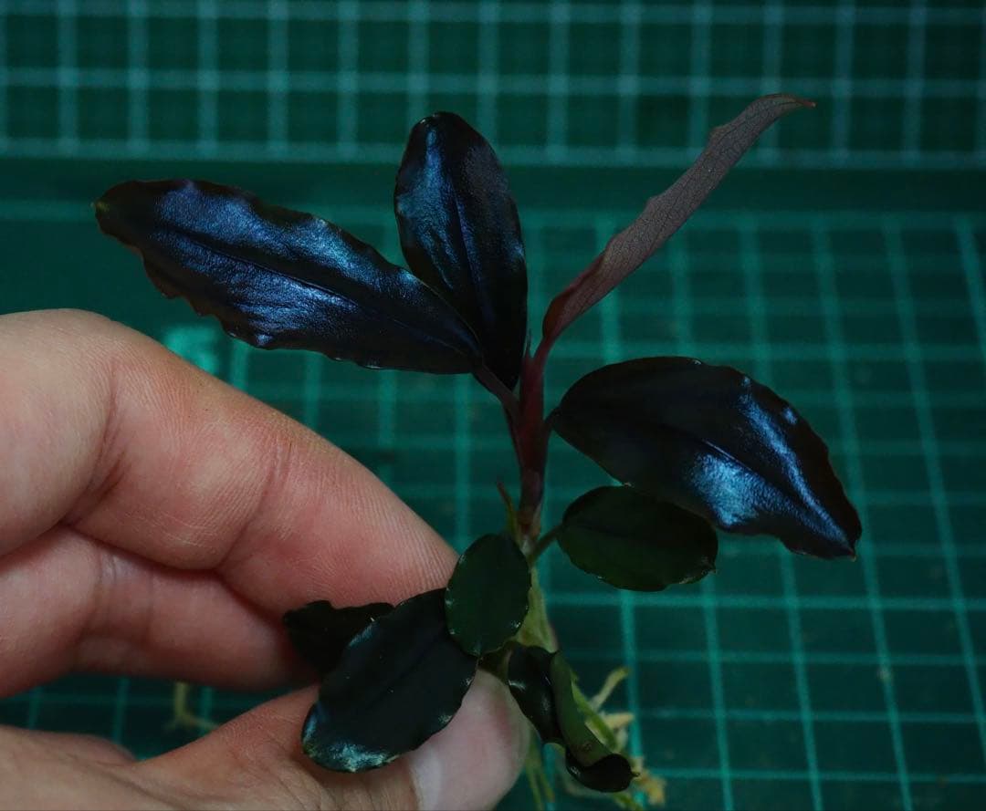 水草 Buce sp. \"Galaxy llic midnight blue\"